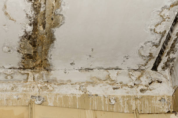 Why You Should Choose Our Mold Remediation Services in Hogansville, GA